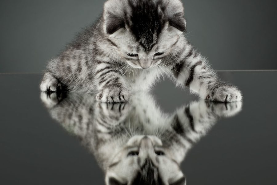 Spegelbild kattunge. Spegla din kund